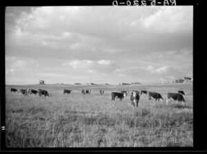 Cattle Grazing