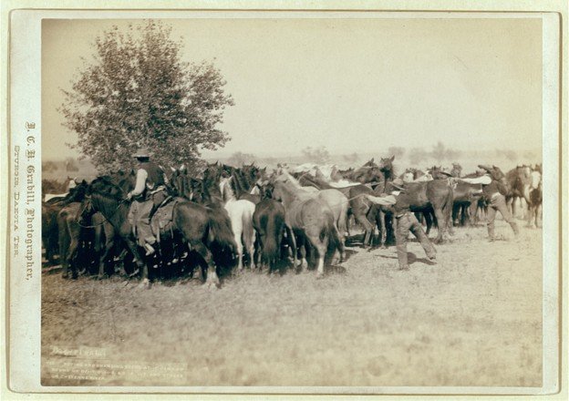 Cowboys Working with Horses