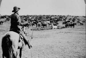 Wyoming Cowboy on Horse with Rope and Herding Cattle
