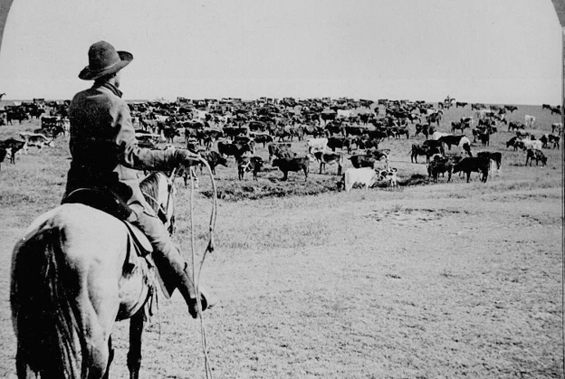 Wyoming Cowboy on Horse with Rope and Herding Cattle